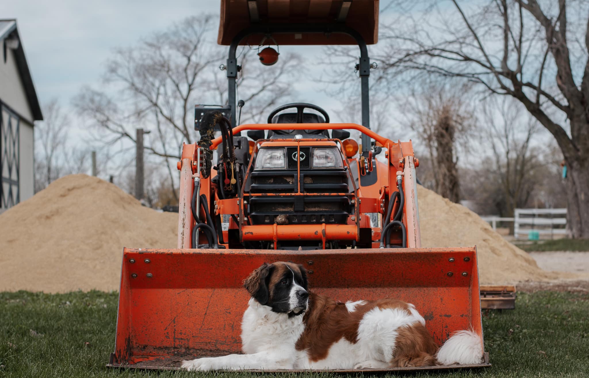 tractor dog