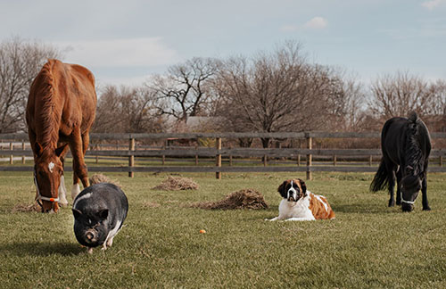 Farm Animals for Animal Assisted Therapy