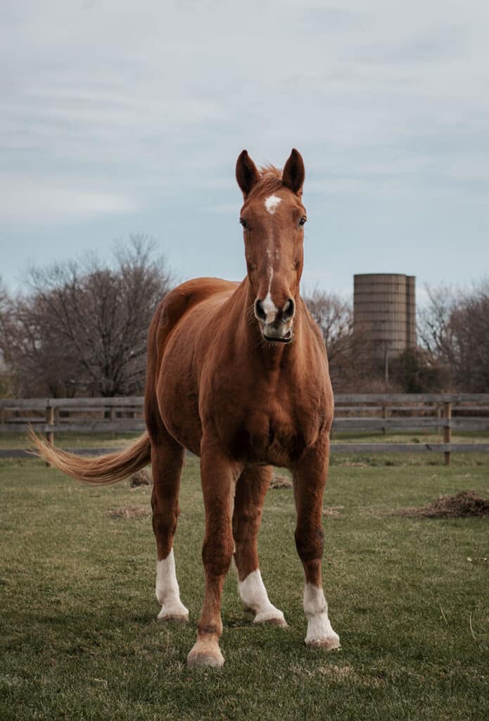 Horse Assisted Therapy